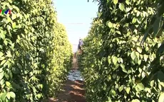 Giá tiêu Việt Nam thấp nhất thế giới