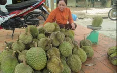 Sầu riêng Khánh Sơn lọt top 50 loại đặc sản trái cây nổi tiếng nhất Việt Nam