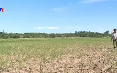 Hàng nghìn ha lúa khô hạn ở Thanh Hóa