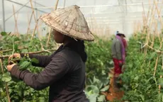 Trồng rau hữu cơ giúp người dân Lào thoát nghèo