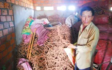 Đề nghị Công an điều tra việc mua bán rễ hồ tiêu