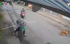 Nguy hiểm xe thô sơ chở hàng cồng kềnh