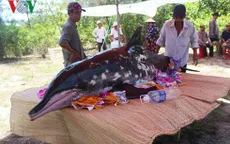 Cá voi nặng 200 kg trôi dạt vào bờ biển Quảng Nam