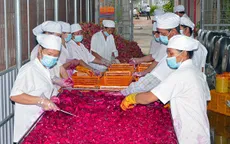 Đa dạng hóa sản phẩm chế biến từ thanh long