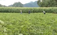 Một nông dân Hà Giang xây dựng cánh đồng trồng dược liệu