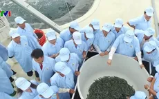Thu hoạch vụ tôm công nghệ cao đầu tiên tại Bình Định