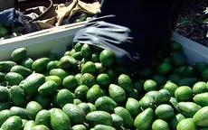 Trái bơ Mexico được ưa chuộng tại Mỹ