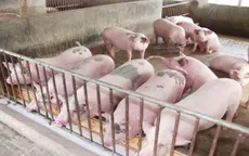 Cục Chăn nuôi phản hồi về thông tin giá thịt lợn lên cao kỷ lục