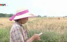 Nông dân Myanmar ứng dụng phần mềm trong canh tác