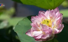 Vẻ đẹp độc đáo của các loại sen