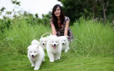 Cảnh báo nguy cơ mắc các căn bệnh phiền toái từ thú cưng