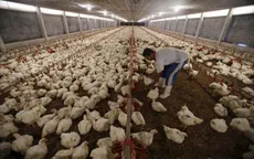Indonesia ngừng nhập khẩu gia cầm từ Malaysia