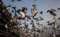 Đua chim bồ câu - Môn thể thao thượng lưu tại Nam Phi