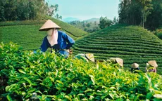 Xuất khẩu chè giảm cả giá trị và sản lượng