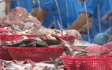 Xuất khẩu cá tra sang thị trường EU có dấu hiệu phục hồi