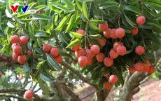 Làm thế nào để nông sản, thực phẩm Việt vượt rào vào EU?