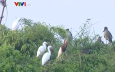 Thời khắc "giao ca" sáng của cò và vạc ở đảo cò Chi Lăng Nam