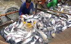 Năm nay xuất khẩu cá tra đột phá, có thể đạt mức trên 2 tỷ USD