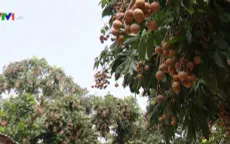Xúc tiến tiêu thụ nhãn tại Hà Nội
