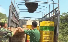 Bắt giữ và tiêu hủy hàng nghìn con gà lậu