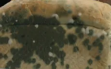 Cảnh giác với những thực phẩm bị nấm mốc trong ngày Tết