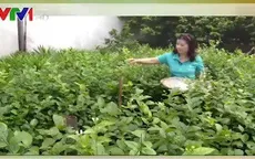 Trải nghiệm công việc hái hoa cúng Rằm tháng 7 tại làng hoa Ngọc Hà