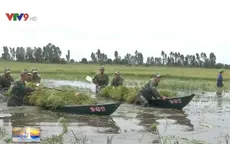 Bộ đội Biên phòng Kiên Giang giúp dân thu hoạch lúa chạy lũ
