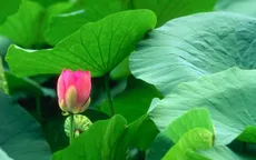 Lá sen - “Vị thuốc” bất ngờ chữa bách bệnh