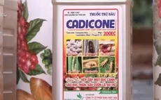 Mập mờ trong hỗ trợ nông dân trồng điều: Hỗ trợ cho xong