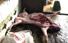Đồng Nai: Bắt quả tang lò mổ lợn chết, bốc mùi