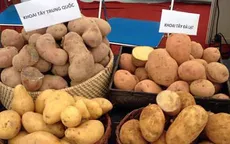 Nhận diện khoai tây Trung Quốc và khoai tây Đà Lạt