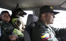 Colombia: Băng đảng ma túy treo thưởng để truy giết chó nghiệp vụ