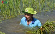 Hàng trăm ha lúa ở An Giang chìm trong nước lũ