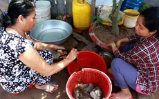 Sôi động mua bán chuột đồng mùa lũ