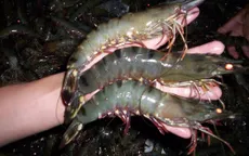 Kinh nghiệm nhận diện tôm sinh thái