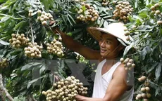 Xúc tiến tiêu thụ nhãn lồng Hưng Yên