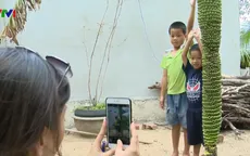 Kỳ lạ buồng chuối dài gần 2m trổ hơn 200 nải