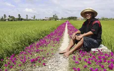 Độc đáo đường hoa mười giờ giữa đồng lúa