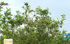 Mưa lớn gây hại cho cây có múi