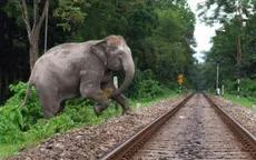 Ấn Độ phát tiếng ong kêu đuổi voi khỏi đường tàu