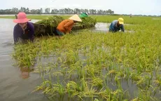 Đồng Tháp: Khẩn trương thu hoạch lúa, hạn chế thiệt hại trong cơn lũ lớn