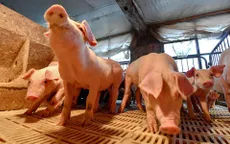 Trung Quốc áp dụng nhiều biện pháp hạn chế dịch tả lợn châu Phi lây lan