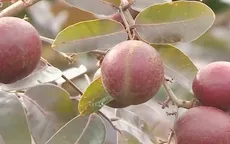 Nguy cơ mất thương hiệu nhãn tím Sóc Trăng