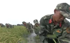 Bộ đội Kiên Giang nỗ lực giúp dân cứu lúa chạy lũ