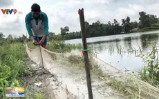 Lũ lớn, nông dân Hậu Giang nuôi cá trên ruộng thay lúa vụ 3
