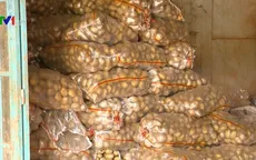 Yêu cầu chuyển gần 300 tấn khoai tây Trung Quốc ra khỏi chợ Đà Lạt