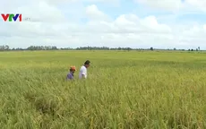 Sản xuất lúa gạo theo mô hình "Ruộng nhà mình"
