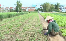Lãng quên lợi thế cây rau thơm
