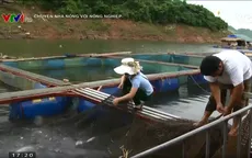 Chuyện nhà nông với nông nghiệp: Hiệu quả từ mô hình nuôi cá lồng ở Quỳnh Nhai