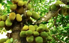 Hậu Giang: Giá mít Thái cao kỷ lục